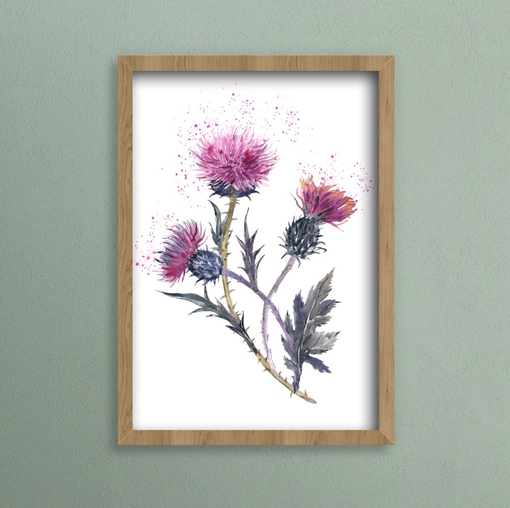 Scottish Thistle